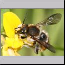 Anthidium manicatum - Grosse Wollbiene m16d 13mm.jpg